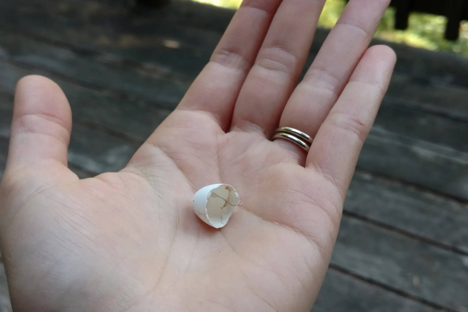 Miles and Teresa Tuffli; I’m Birding Right Now https://imbirdingrightnow.com